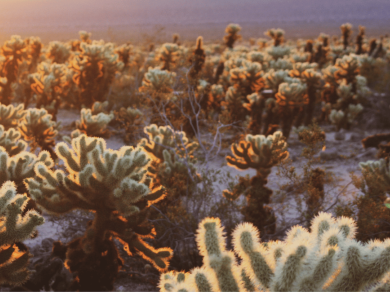Kaktusy - przyroda Stanów Zjednoczonych