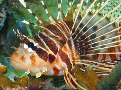 Wyspy Marshalla wycieczka Prestige Tours