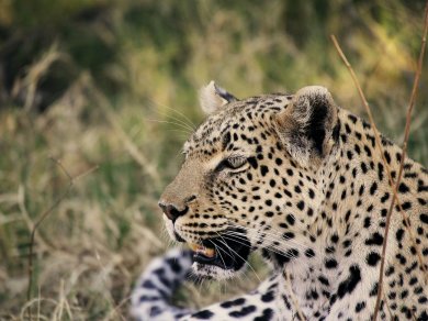 wycieczka do Botswany z Prestige Tours