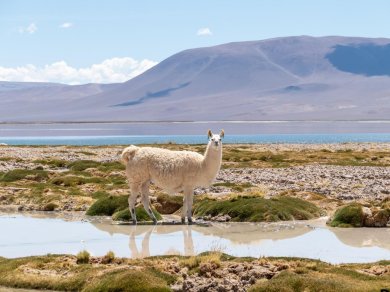 Salar de Aguas Calientes i Salar de Quisquiro - wycieczka egzotyczna Prestige Tours