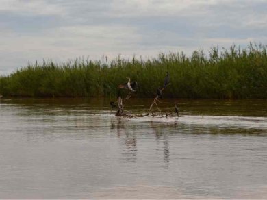 BURUNDI - RUSIZI NATIONAL PARK