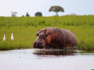 wycieczka do Botswany z Prestige Tours