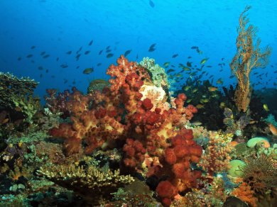 raja  ampat wakacje