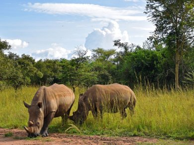 wycieczka do Ugandy, sanktuarium białych nosorożców