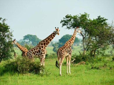 PARK NARODOWY MURCHISON FALLS