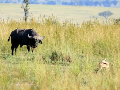 safari w PARK NARODOWY MURCHISON FALLS