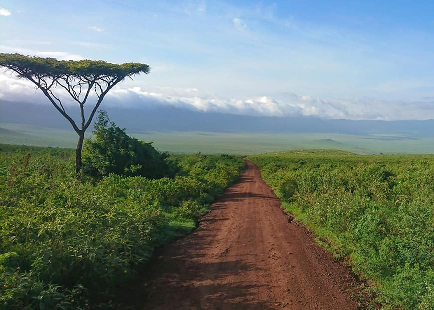 Park Narodowy Serengeti to jedna z lepszych propozycji jakie ma do zaoferowania Tanzania (Photo by Ben Preater on Unsplash)