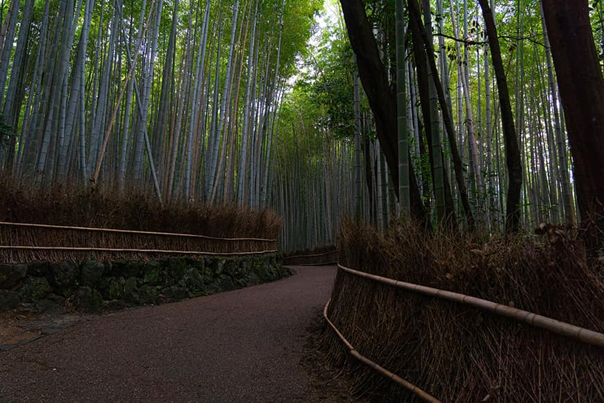 Piękny las bambusowy Arashiyama.