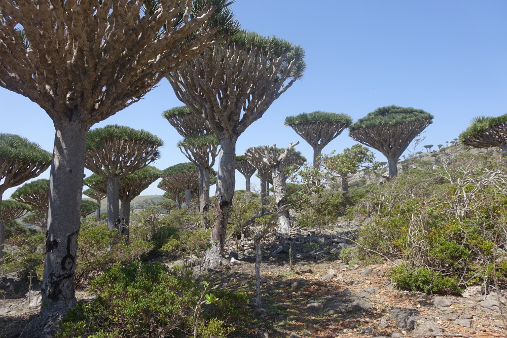 Smocze drzewo. Las składający się z drzew smocza krew (dracaena cinnabari).