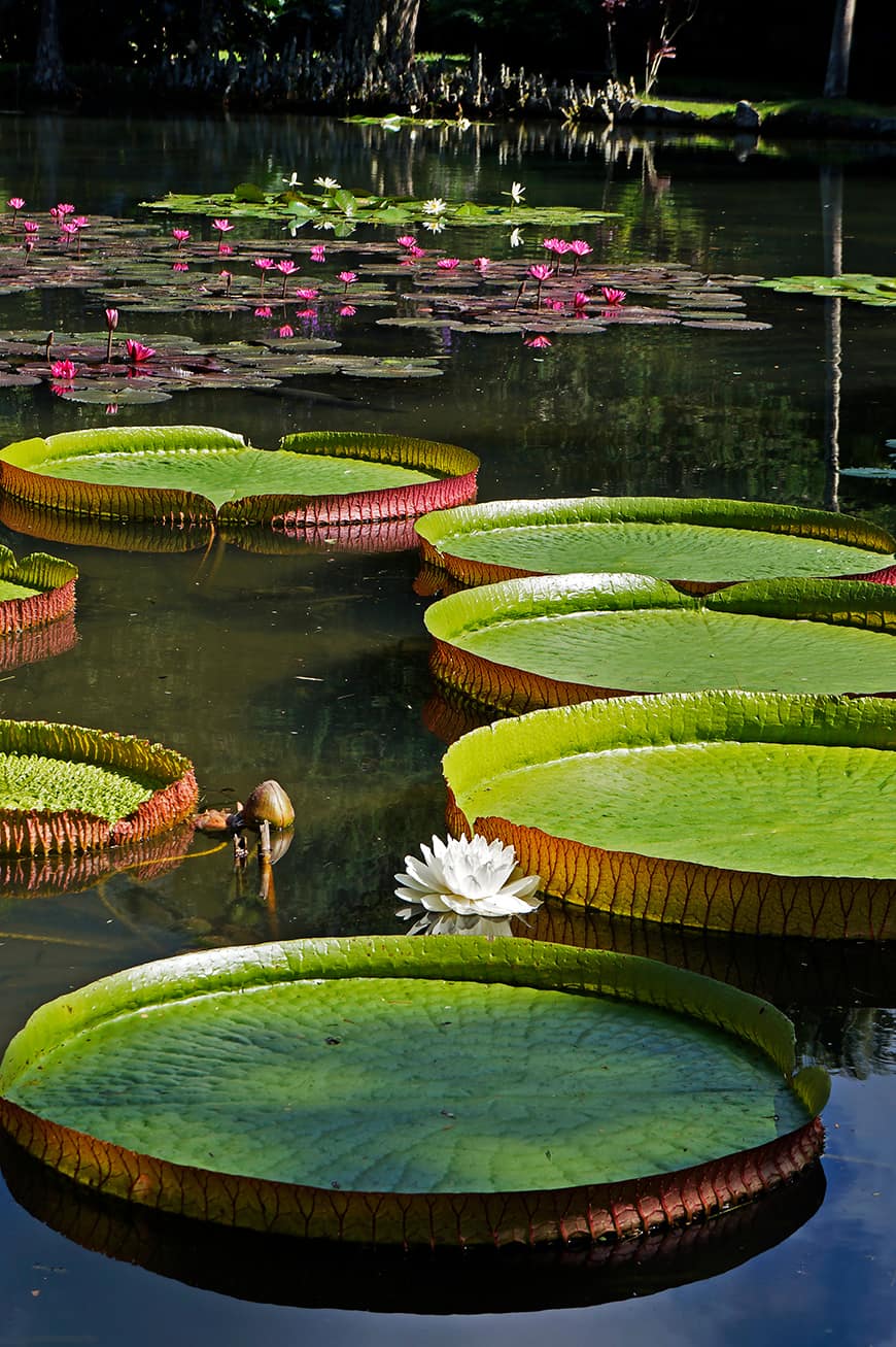 Piękne lilie wodne zwane victoria amazonica.