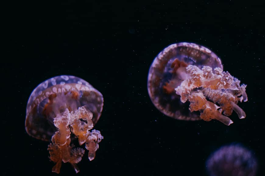 Nieparzące meduzy na Palau. Pływanie z nimi to jedna z największych atrakcji przyrodniczych Azji Południowo-Wschodniej, którą warto zobaczyć na własne oczy, by podziwiać te fascynujące stworzenia w ich naturalnym środowisku.