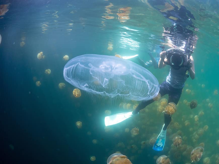 Nurek pływający wśród meduz bez parzydełek w Jellyfish Lake na Palau – jedno z najdziwniejszych i najbardziej fascynujących miejsc do snorkelingu w rejonie Filipin