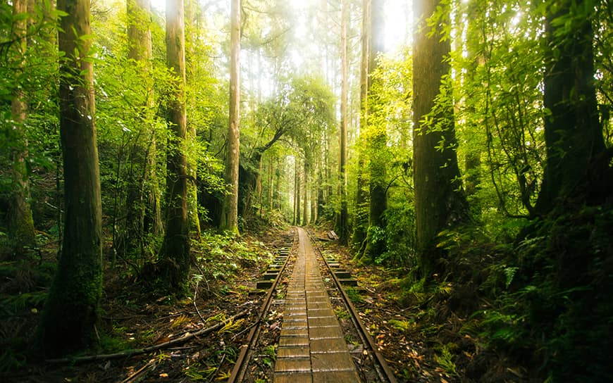 Magiczne lasy wyspy Yakushima to obowiązkowy cel wyprawy każdego wielbiciela dzikiej natury.